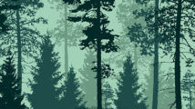 Beautiful flat vector forest landscape in green colors.